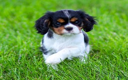 Cavalier King Charles Spaniel dogs for sale: Bailey - Image 2