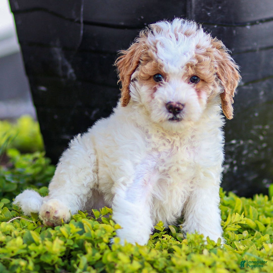 Standard Poodle dogs for sale: Rin - Image 11