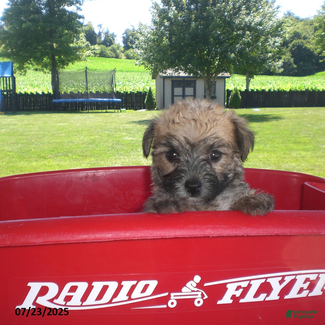 Yorkiepoo dogs for sale: Sally - Image 13