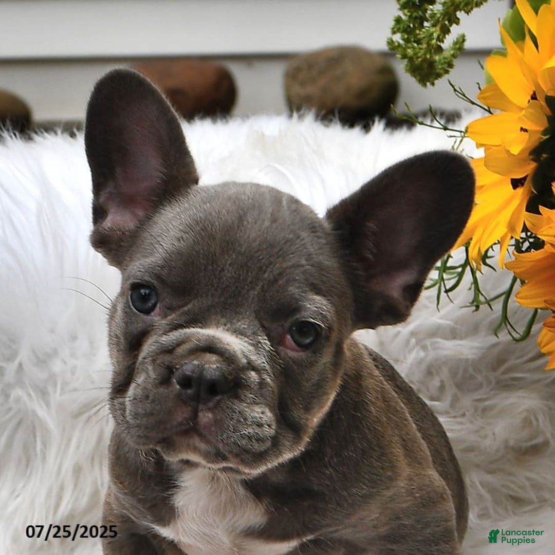 French Bulldog dogs for sale: Hunter - Image 7