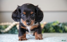 Miniature Dachshund dogs for sale: Allie - Image 3