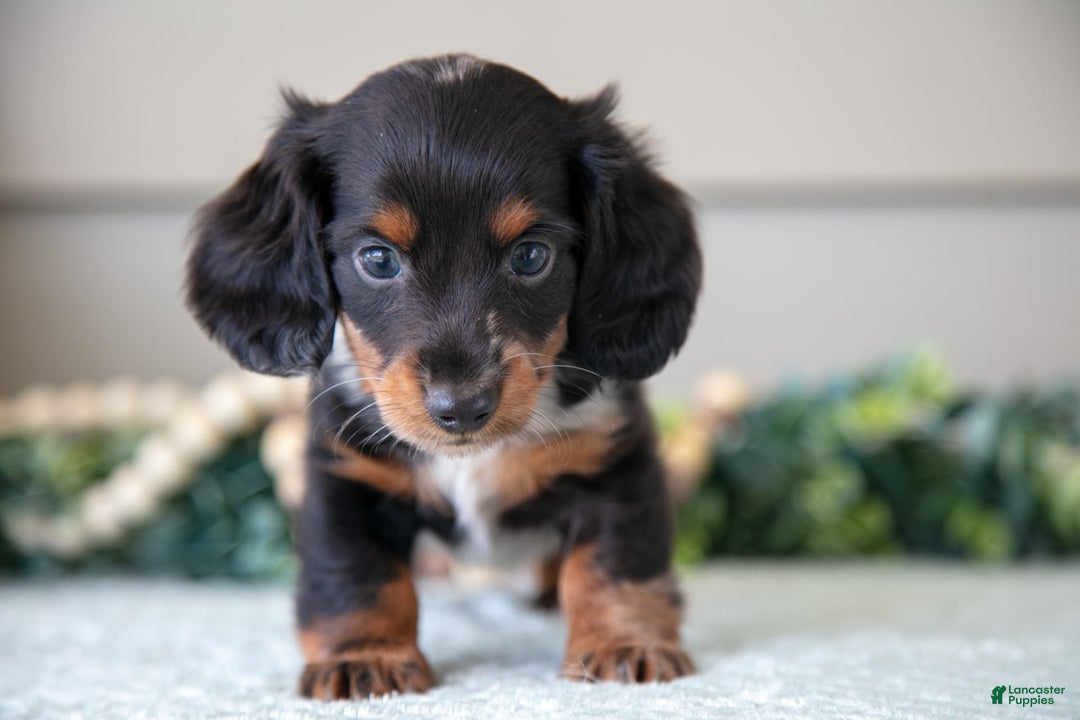 Miniature Dachshund dogs for sale: Allie - Image 3