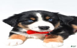 Australian Shepherd dogs for sale: Kyle - Image 4