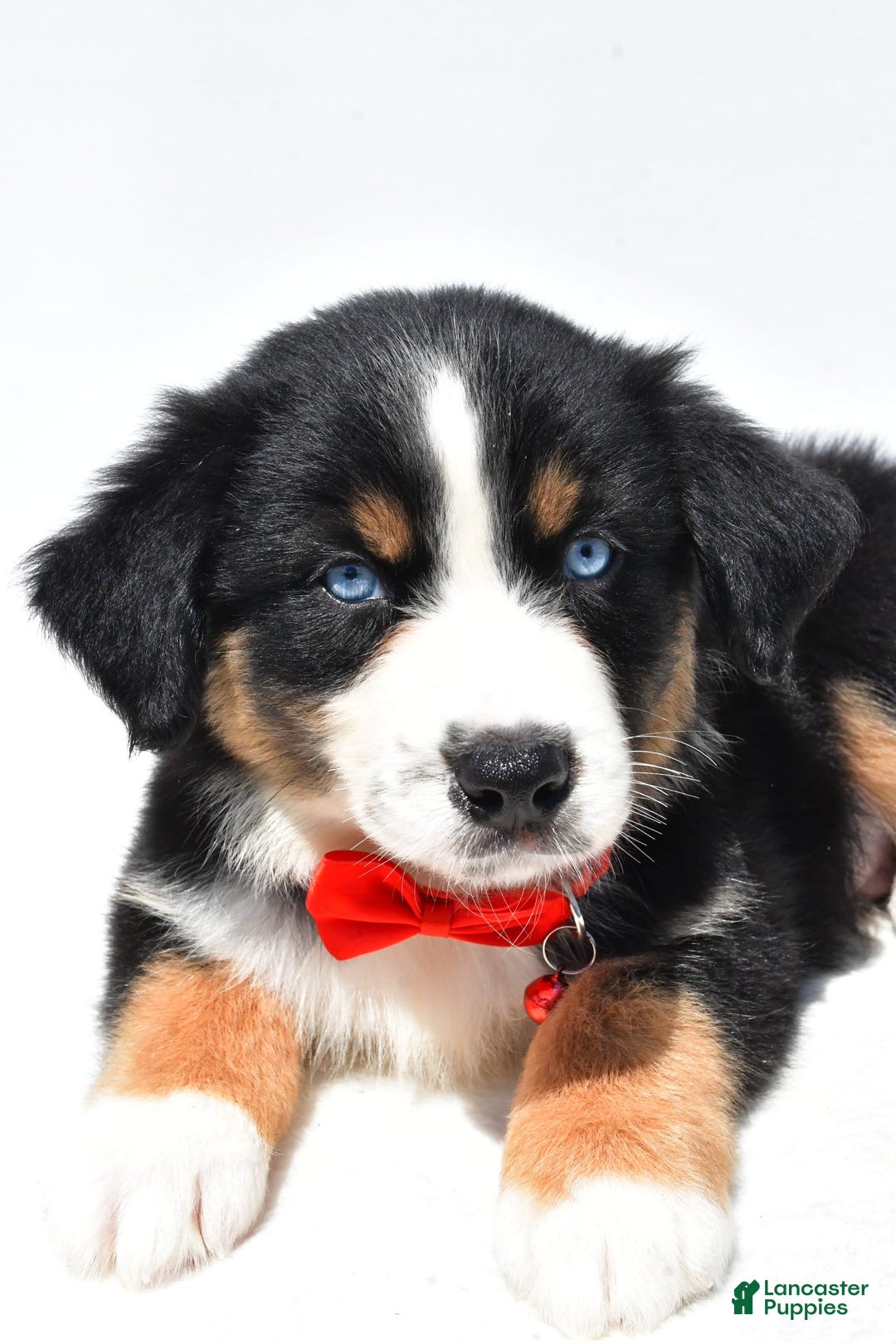 Australian Shepherd dogs for sale: Kyle - Image 4