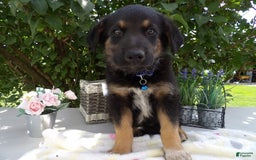 German Shepherd dogs for sale: Carter - Image 3