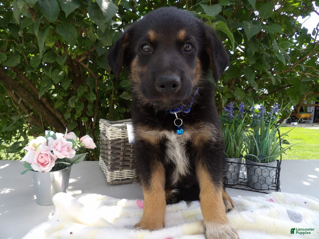 German Shepherd dogs for sale: Carter - Image 3