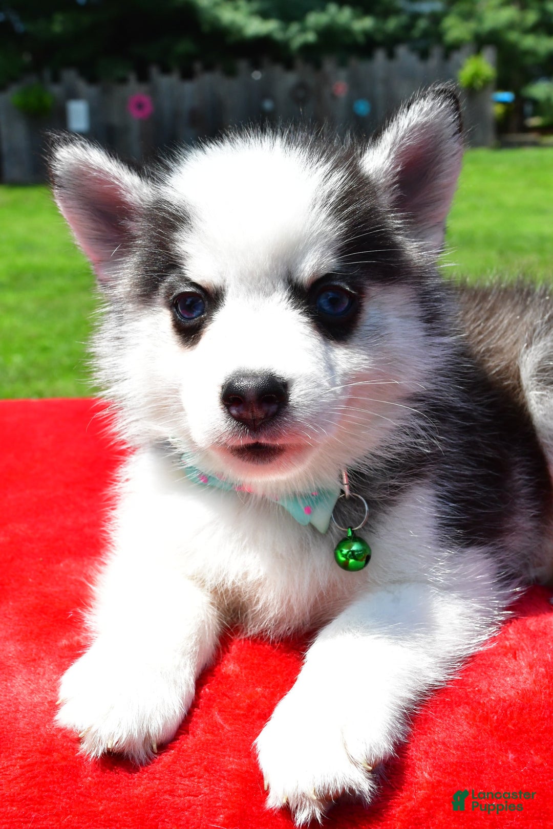 Pomsky dogs for sale: Chester - Image 4