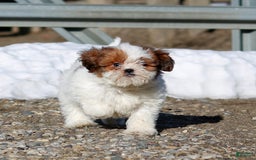 Shihpoo dogs for sale: Buster - Image 2