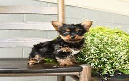 Yorkshire Terrier dogs for sale: Yorkshire Terrier 5 puppies - Image 12