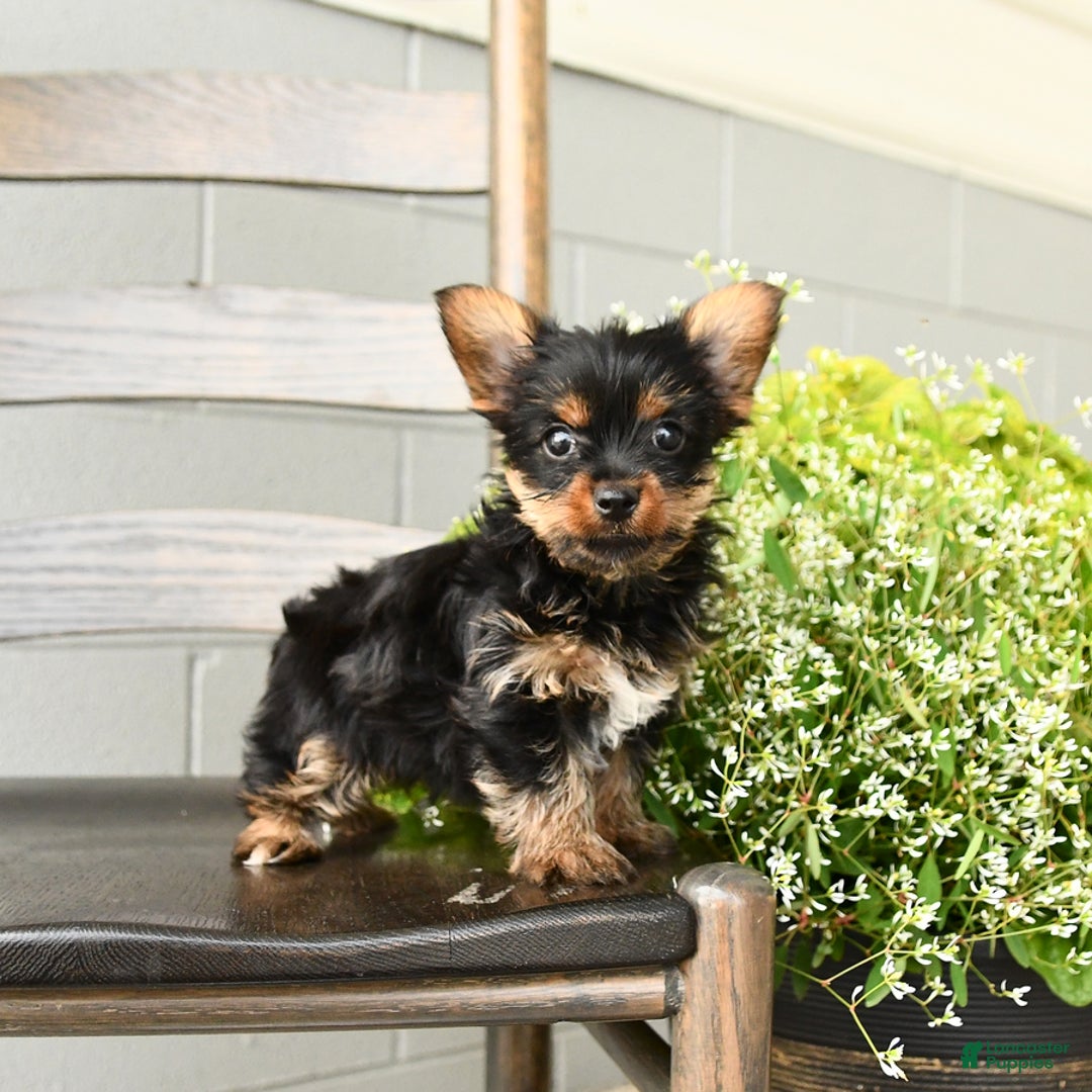 Yorkshire Terrier dogs for sale: Yorkshire Terrier 5 puppies - Image 12