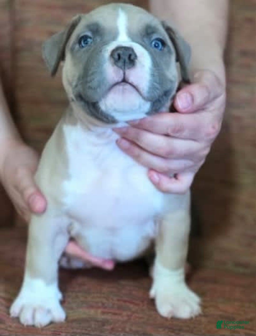 American Bully dogs for sale: National Champion Jack - Image 31