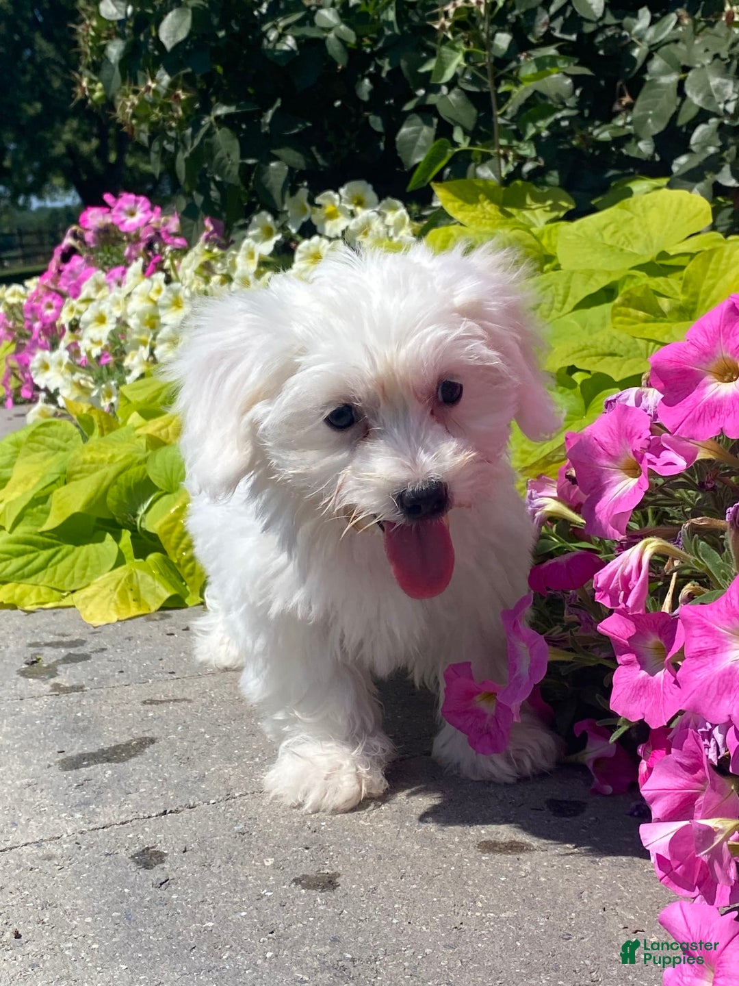 Coton De Tulear dogs for sale: Candy - Image 5