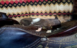 Border Collie dogs for sale: Border Collie 3 puppies - Image 13