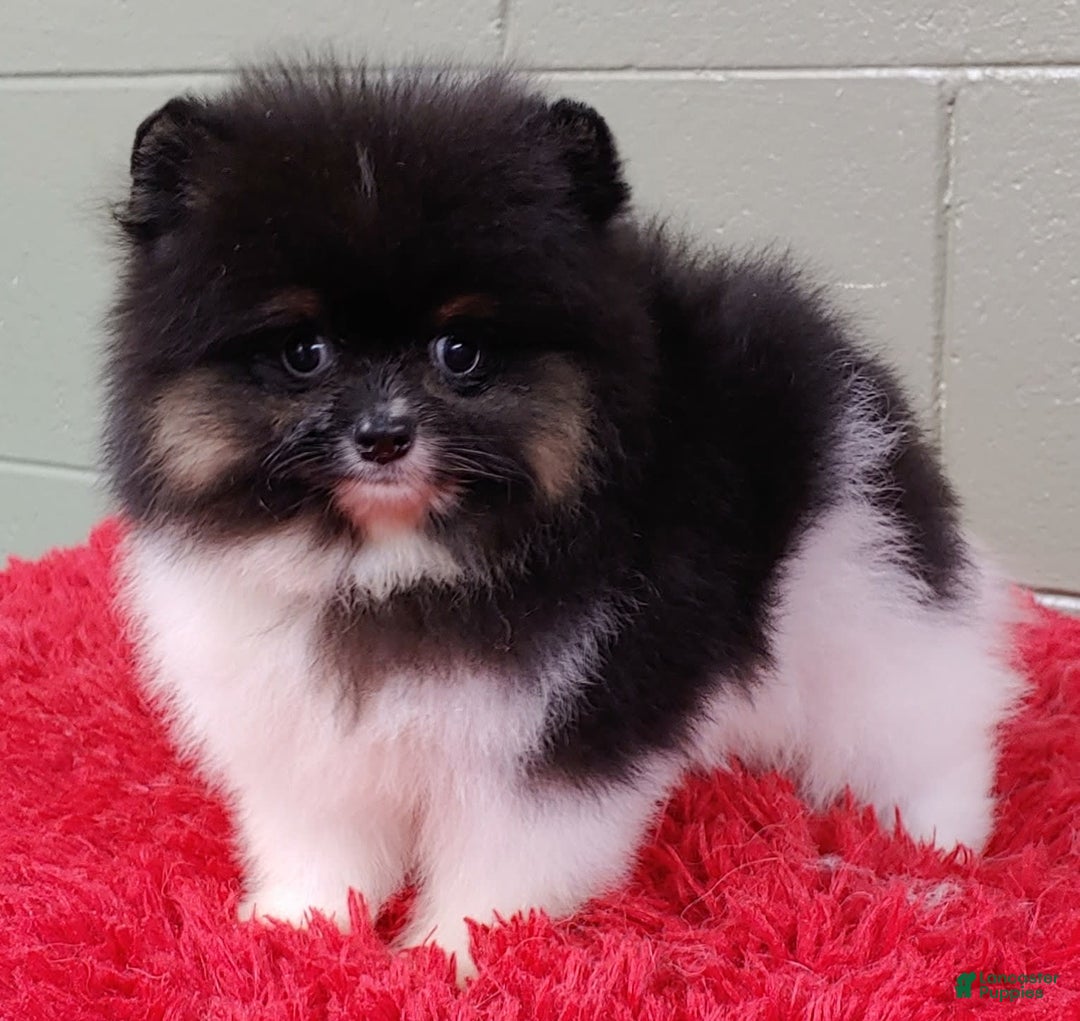 Pomeranian dogs for sale: Flynn - Image 7