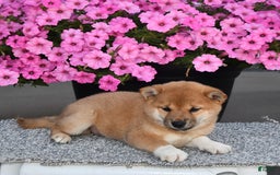 Shiba Inu dogs for sale: Emmy - Image 9