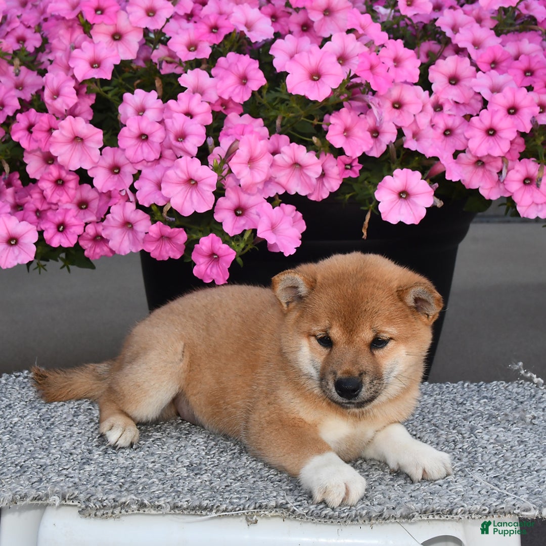 Shiba Inu dogs for sale: Emmy - Image 9