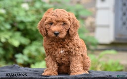 Mini Goldendoodle dogs for sale: Zelda - Image 4