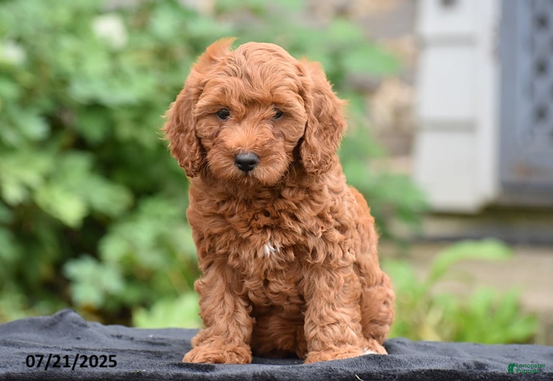 Mini Goldendoodle dogs for sale: Zelda - Image 4