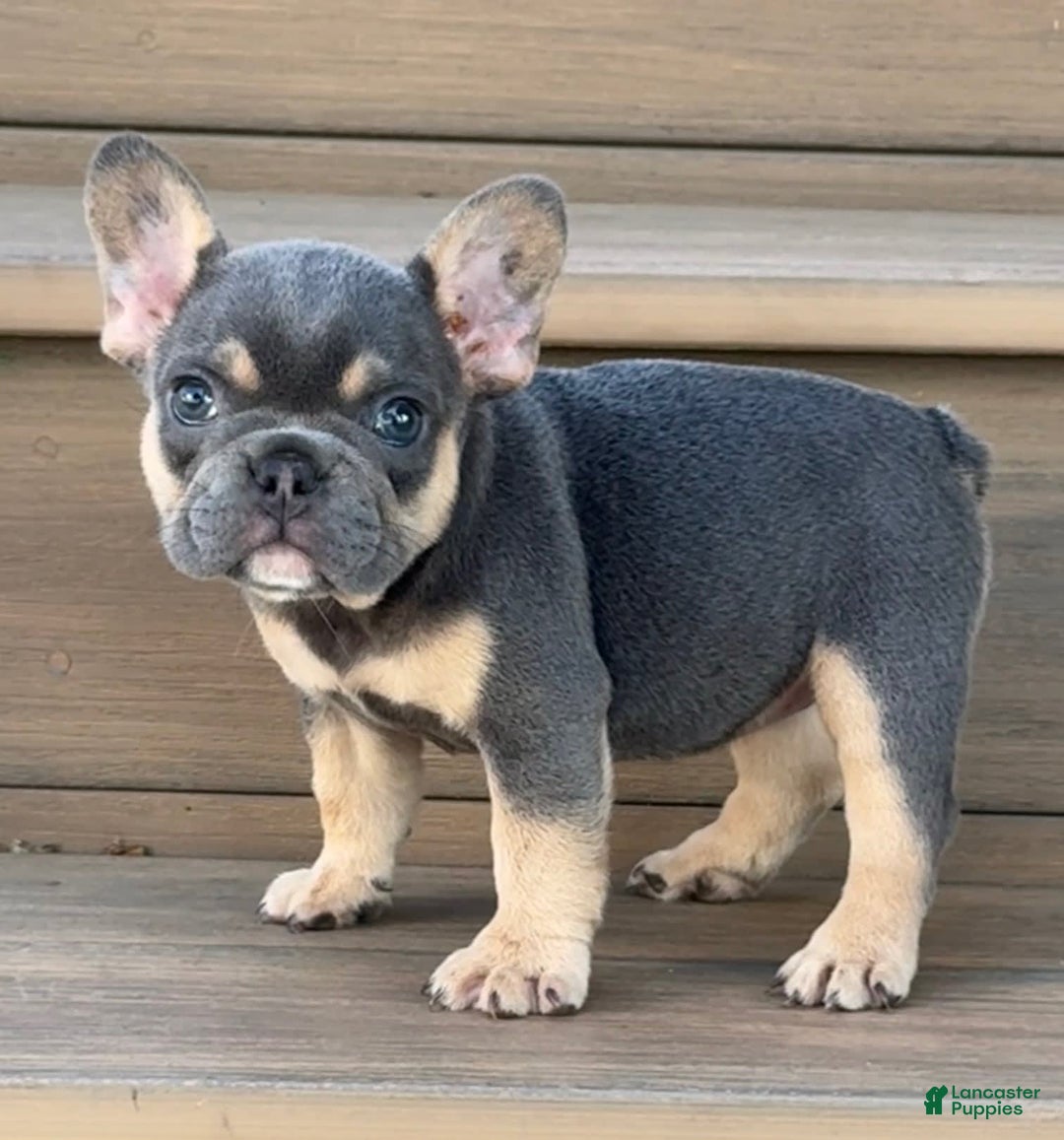 French Bulldog dogs for sale: Harriet - Image 6