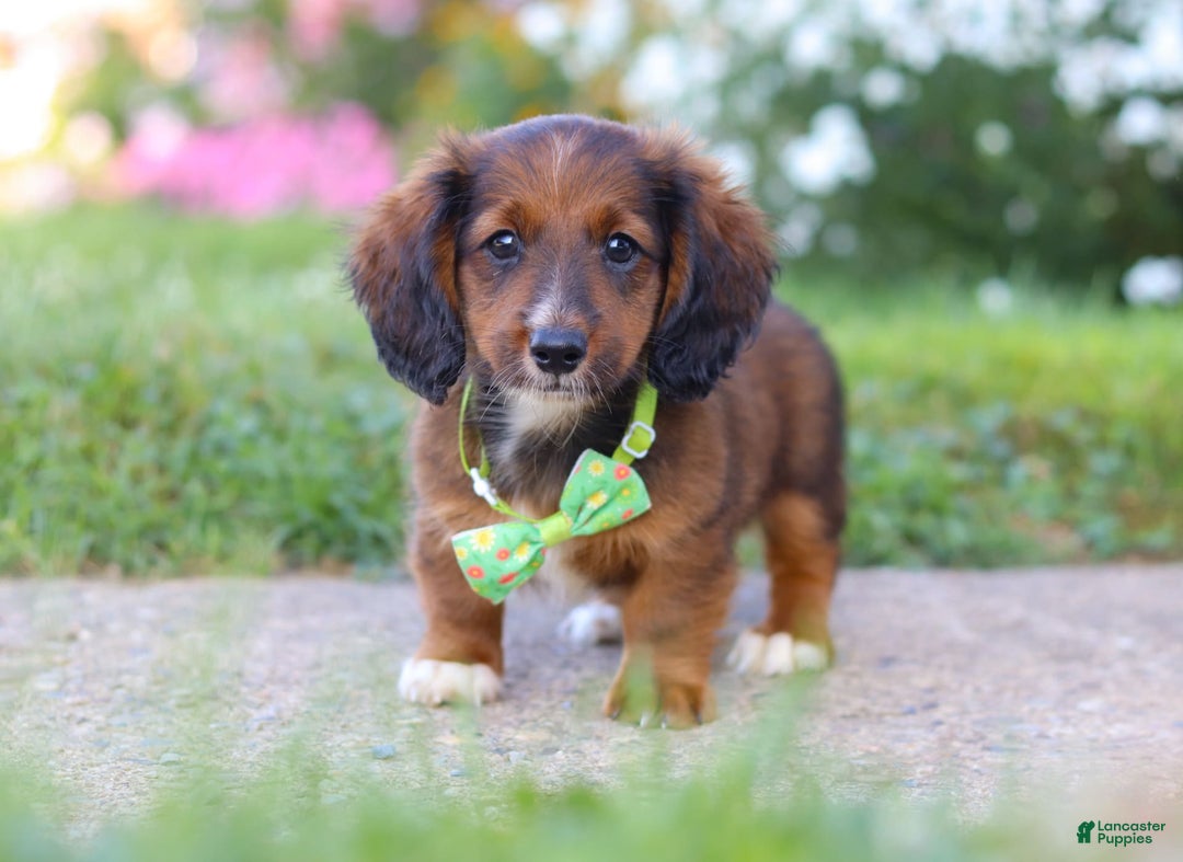 Dachshund dogs for sale: Buddy - Image 7