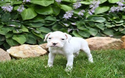 Boxer dogs for sale: Diamond - Image 2
