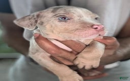 American Bully dogs for sale: Rocky - Image 1