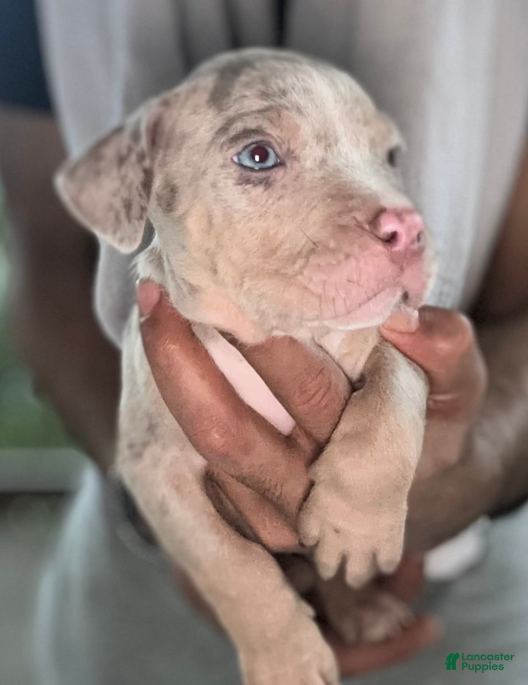 American Bully dogs for sale: Rocky - Image 1