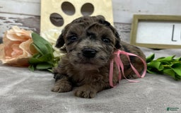 Miniature Poodle dogs for sale: Tori - Image 7