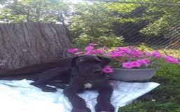 Great Dane dogs for sale: Cory - Image 4