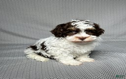 Havapoo dogs for sale: Noah - Image 3