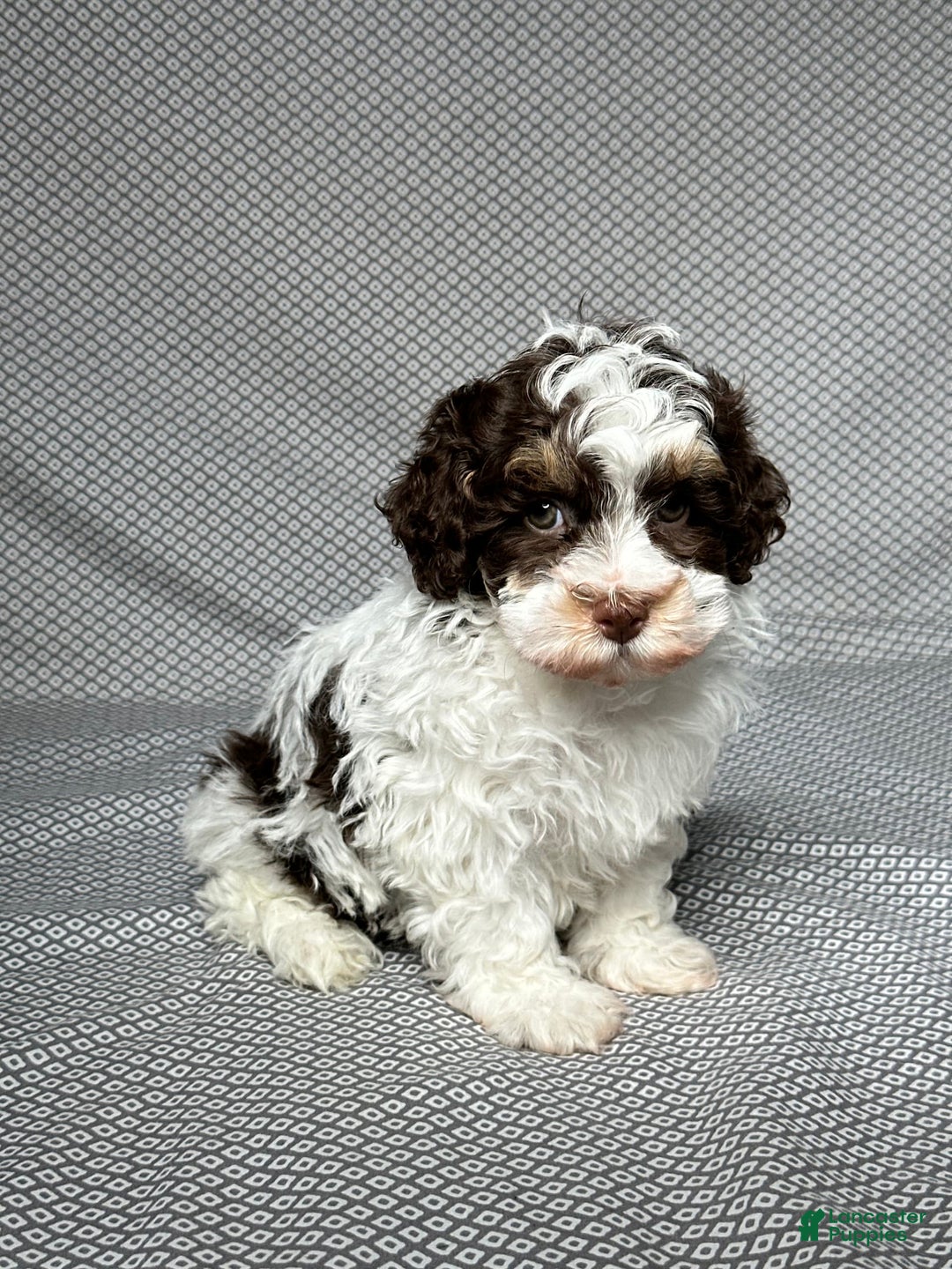 Havapoo dogs for sale: Noah - Image 3