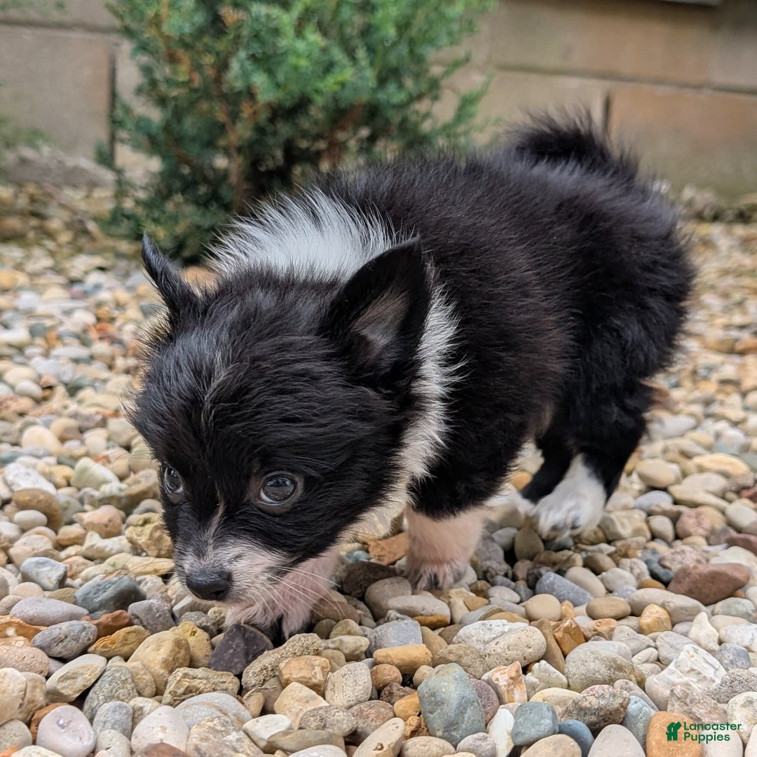 Pomchi dogs for sale: Night Fox - Image 11