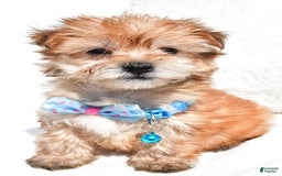Morkie dogs for sale: Rizzo Teacup - Image 6