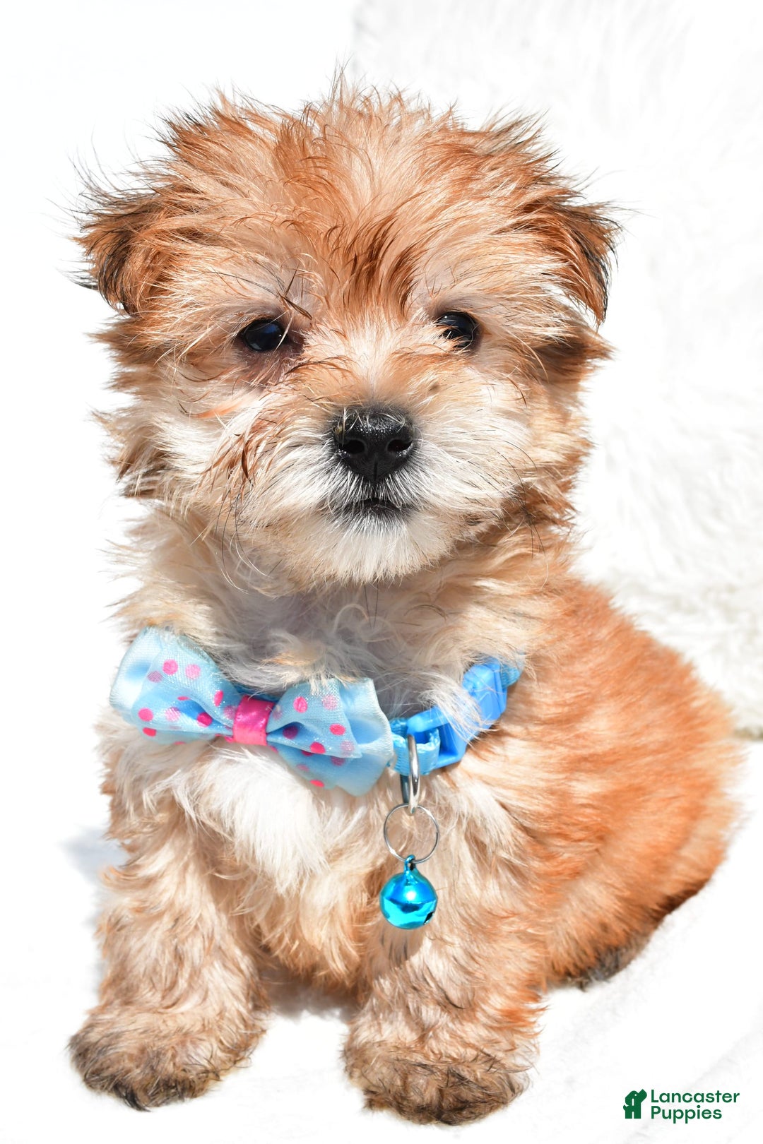 Morkie dogs for sale: Rizzo Teacup - Image 6