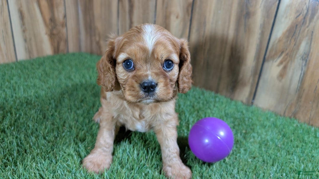 Cavalier King Charles Spaniel dogs for sale: Lucy Girl 3 - Image 3
