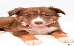 Australian Shepherd dogs for sale: Roxy - Image 7