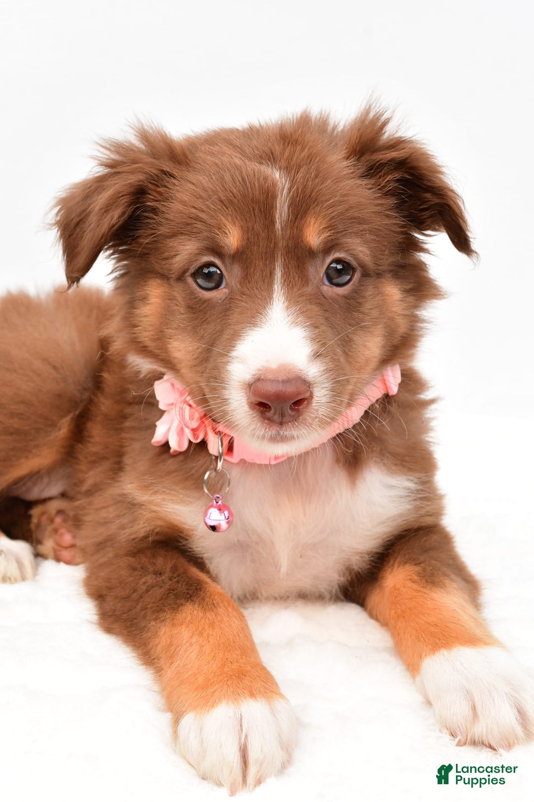 Australian Shepherd dogs for sale: Roxy - Image 7