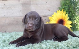 Labrador Retriever dogs for sale: Brownie - Image 1