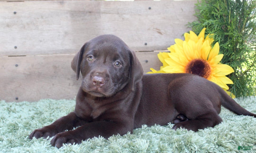 Labrador Retriever dogs for sale: Brownie - Image 1