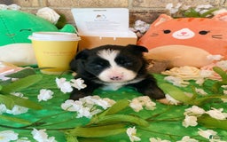 Pomsky dogs for sale: Nami - Image 2