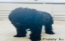 Toy Poodle dogs for sale: Tom - Image 5