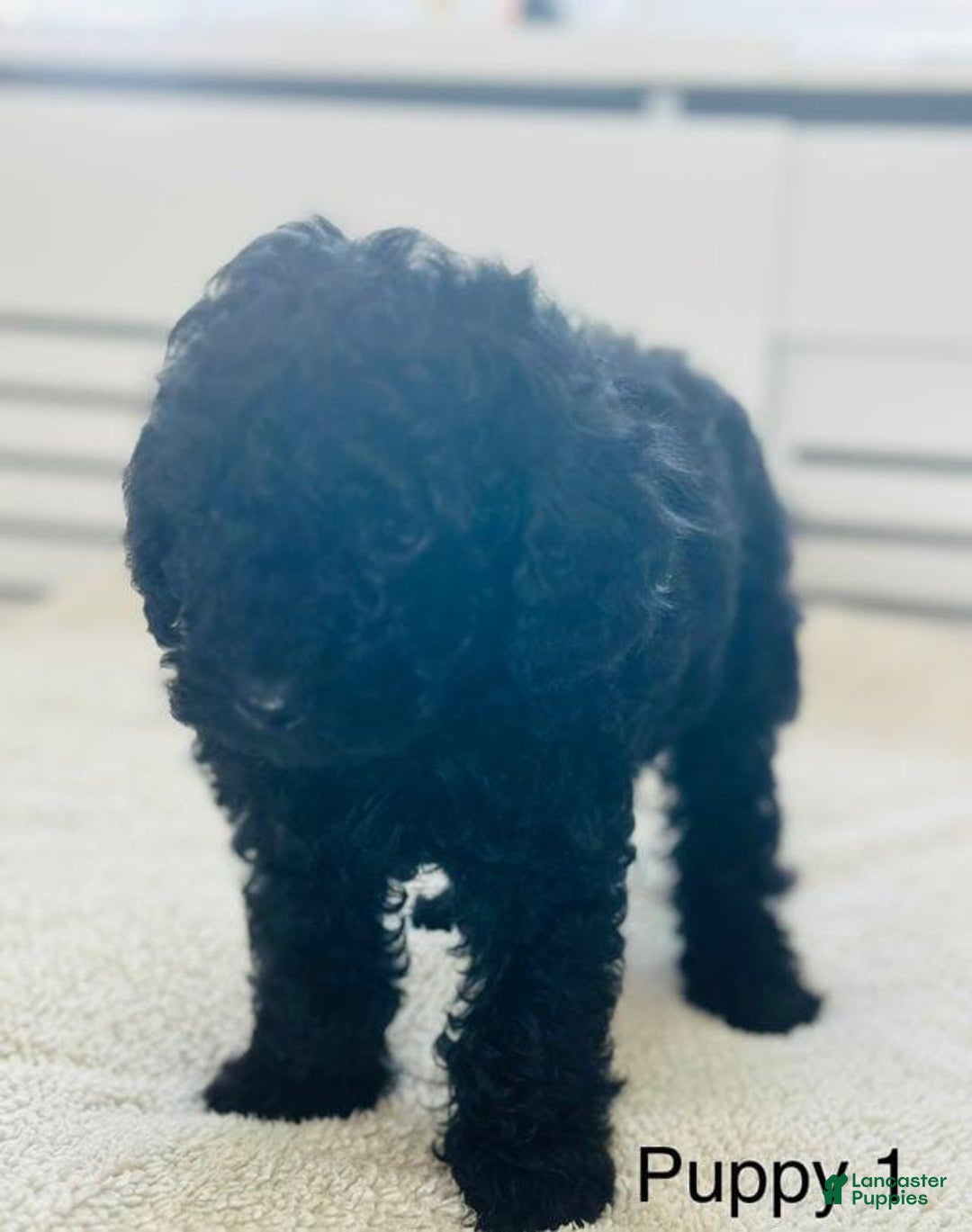 Toy Poodle dogs for sale: Tom - Image 5