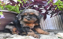 Cockapoo dogs for sale: Payday - Image 3