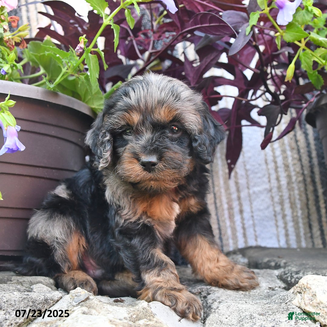 Cockapoo dogs for sale: Payday - Image 3
