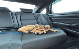 German Shepherd dogs for sale: Hachi - Image 3