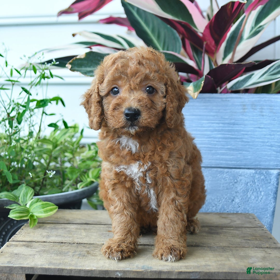 Mini Goldendoodle dogs for sale: Vader - Image 2
