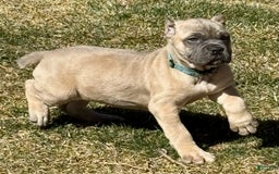Cane Corso dogs for sale: Georgia - Image 9