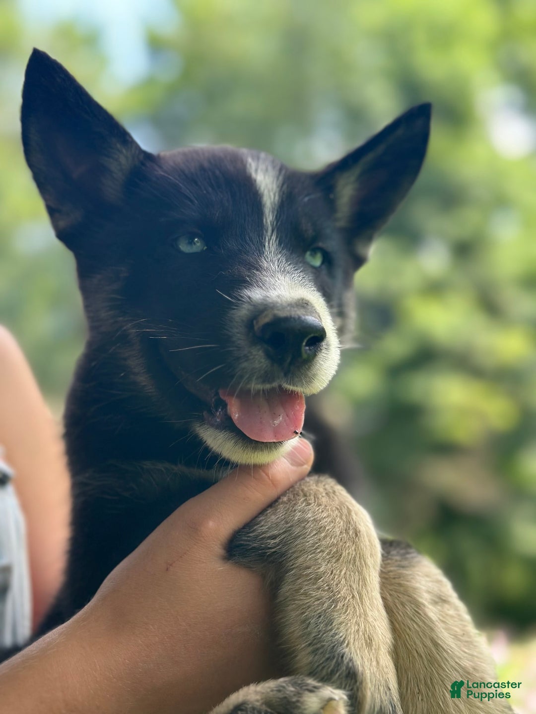 Gerberian Shepsky dogs for sale: Princess - Image 22