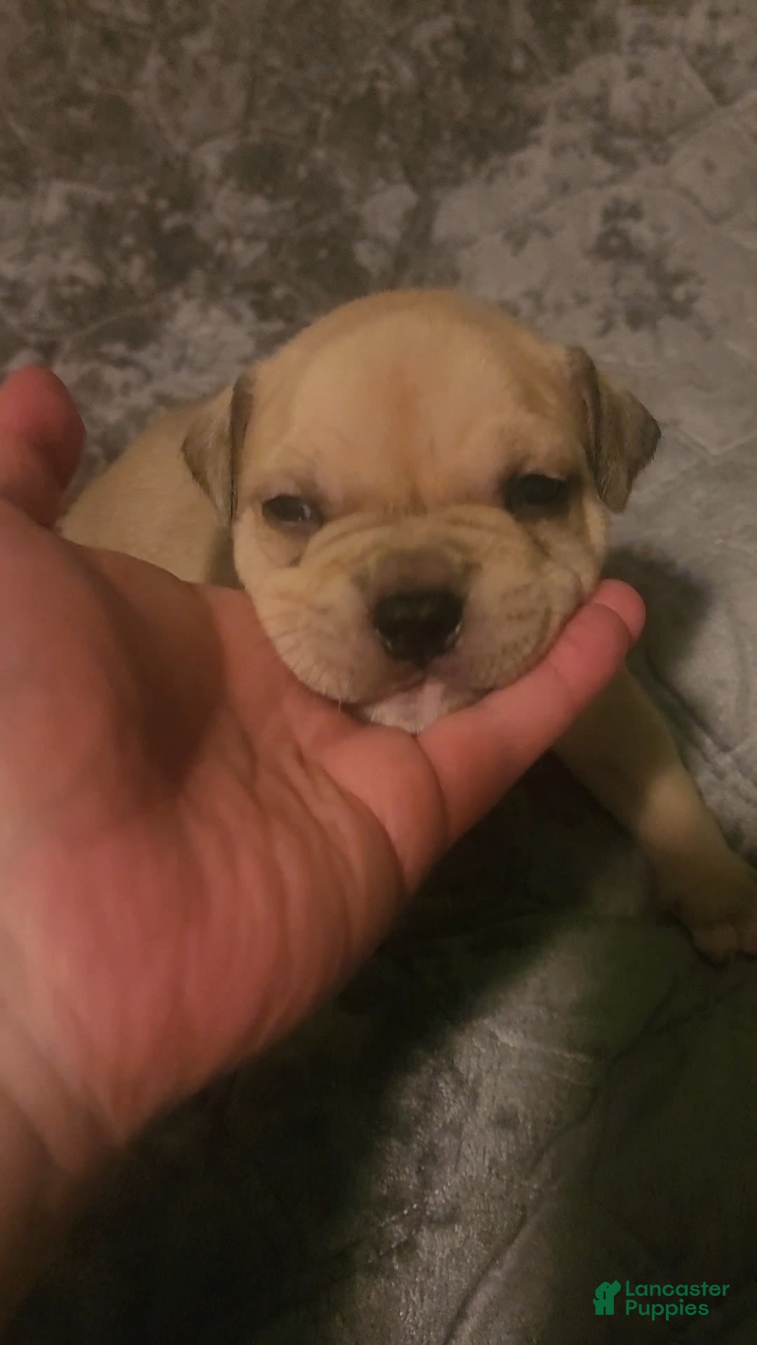 American Bully dogs for sale: National Champion Jack - Image 13
