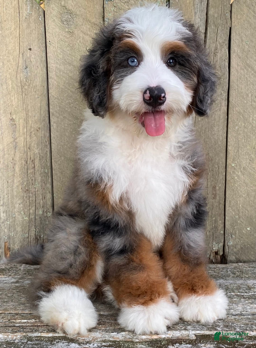 Mini Bernedoodle dogs for sale: 💚 In Boston Massachusetts 💚 Traditional Tri Color 💚 Mini Bernedoodle 💚 - Image 17